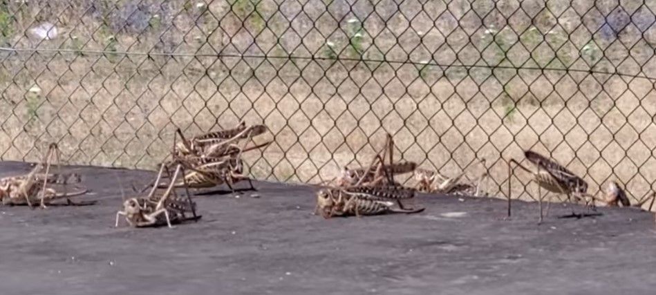 Locusts "invade" Fier, destroy half of the farmers' production