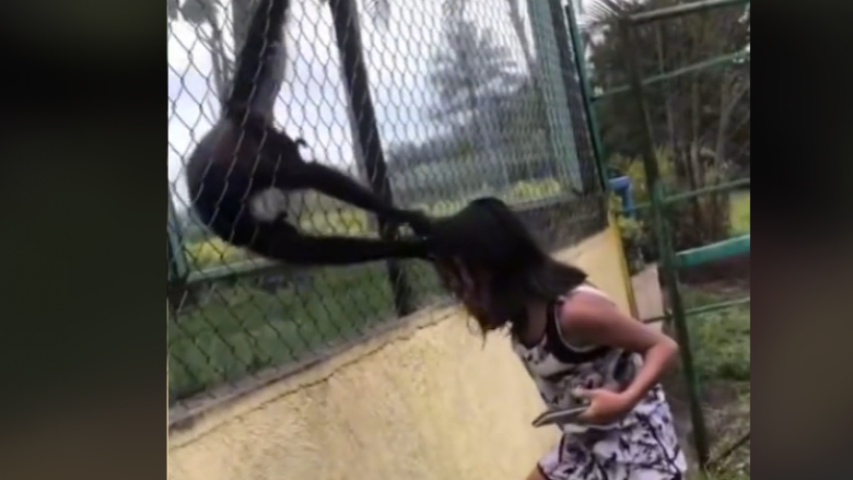 Momenti kur vajza kapet për flokësh nga dy majmunë pasi po lëvizte dorën drejt gardhit të tyre në një kopsht zoologjik