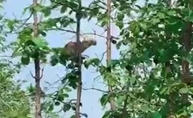 Ky është momenti kur leopardi kërcen nga njëra pemë në tjetrën për ta zënë prenë e tij – videoja tregon momentin tronditës