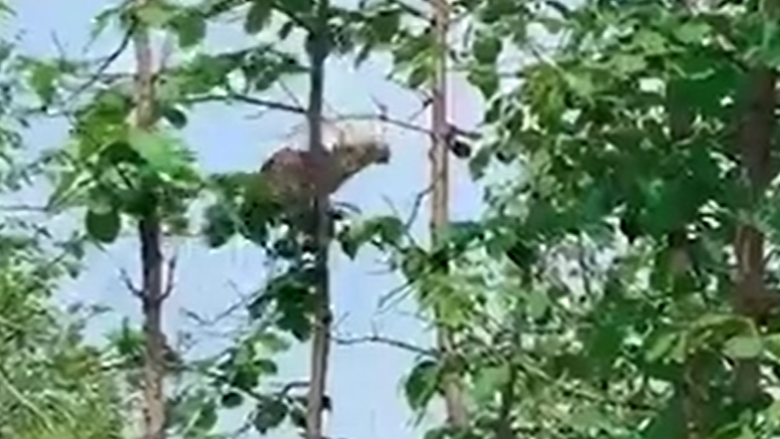 Ky është momenti kur leopardi kërcen nga njëra pemë në tjetrën për ta zënë prenë e tij – videoja tregon momentin tronditës