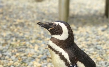 Kopshti Zoologjik i San Franciscos në zi për ngordhjen e pinguinit të tyre në moshën 40-vjeçare