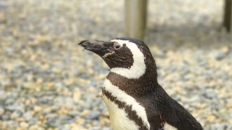 Kopshti Zoologjik i San Franciscos në zi për ngordhjen e pinguinit të tyre në moshën 40-vjeçare