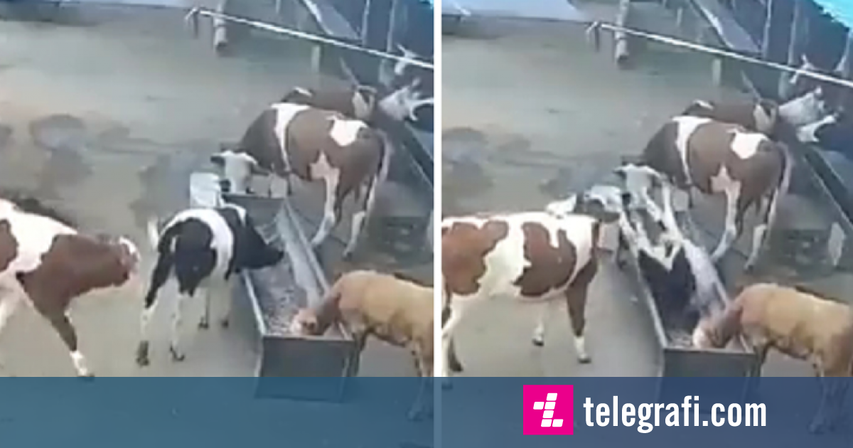 what-happens-when-cows-get-mad-at-each-other-daily-news