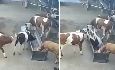 Çfarë ndodh kur lopët zemërohen me njëra-tjetrën