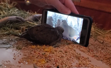 Një pëllumb mëson se si të ushqehet duke parë një video në YouTube
