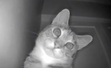 Macja zbulon kamerën e vëzhgimit në majë të frigoriferit, reagimi i saj është gazmor