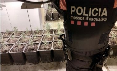 Shkatërrohet banda shqiptare e kultivimit të kanabisit në Spanjë, 14 të arrestuar