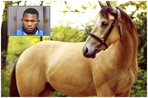 Having sex with a horse, the American is sentenced to 10 years in