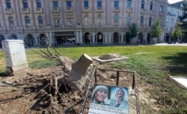 Largimi i drurit të Nënë Terezës nga sheshi i Shkupit, sqarohen nga NP Parqe dhe Gjelbërimi për veprimin e ndërmarrë
