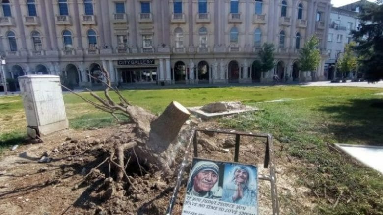 Largimi i drurit të Nënë Terezës nga sheshi i Shkupit, sqarohen nga NP Parqe dhe Gjelbërimi për veprimin e ndërmarrë