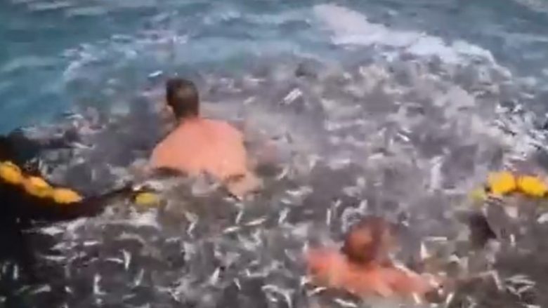Kishte ngecur në rrjetën e tyre të peshkimit, peshkatarët kroatë ndihmojnë delfinin që të vazhdojë “rrugëtimin”