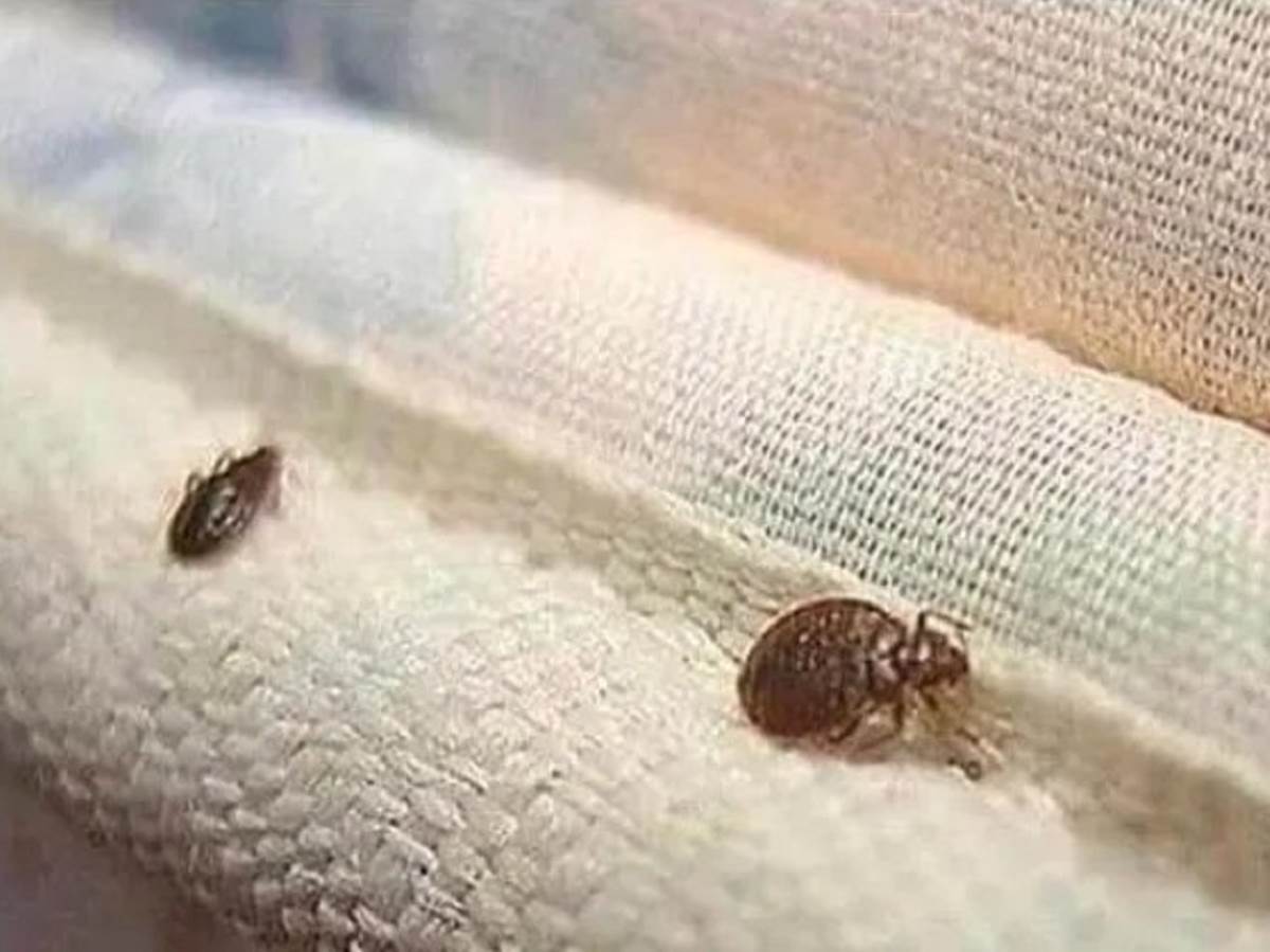 Bed bugs- what you've been told is totally false