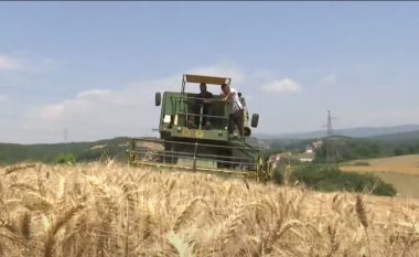 Korrje shirjet, bujqit e Kosovës thonë se rendimenti i grurit këtë vit është shumë i ulët