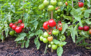 Aspirina mund të 'mbushë' bimët tuaja që të prodhojnë më shumë domate - si funksionon