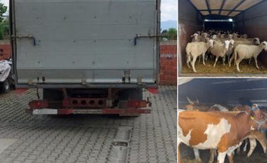 Policia Kufitare ndalon kamionin me 57 dele dhe 6 lopë që po kontrabandoheshin nga territori i Maqedonisë së Veriut