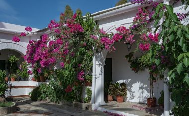 Bugenvila – lule e cila shkakton zili te fqinjët: Nëse e mbillni, kopshti juaj do të jetë më i bukuri në lagje