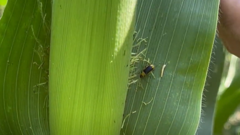 Insekti dëmton misrin në fushën e Maliqit, fermerët të shqetësuar