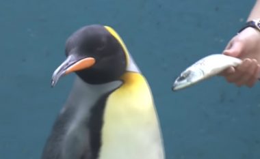 Momenti kur pinguinët refuzojnë ushqimin në akuariumin japonez pasi stafi po i ushqen tani me peshk të lirë