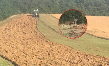 Ujku në Krushë të Madhe i hidhet bujkut në traktor