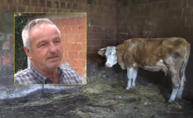 Banorit nga Grabovci i Fushë Kosovës ia vjedhin hajnat dy lopë e dy viça