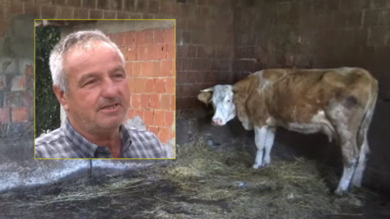Banorit nga Grabovci i Fushë Kosovës ia vjedhin hajnat dy lopë e dy viça