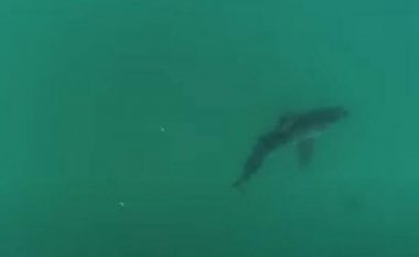 Peshkaqeni i bardhë tri metërsh noton pranë plazheve të Kalifornisë, filmohet me dron – duket sikur pamjet janë përshpejtuar