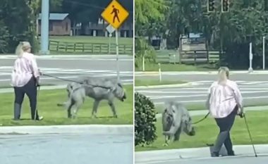 Videoja që u bë virale, gruaja që shëtit kafshën e saj nxit reagime – disa thonë që është qen e të tjerët ujk