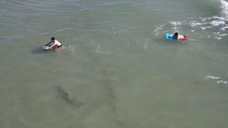 Nuk e dinin se vetëm tre metra larg tyre “sorollatej” peshkaqeni, notuesit në Florida i shpëtojnë më të keqes – pamjet nga droni shfaqin momentin