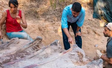 Skeleti i madh dinozauri u zbulua në kopshtin e një portugezi
