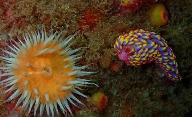 Shkencëtarët mbesin të shtangur pasi që një krijesë detare shumëngjyrëshe u gjet për herë të parë në ujërat britanike
