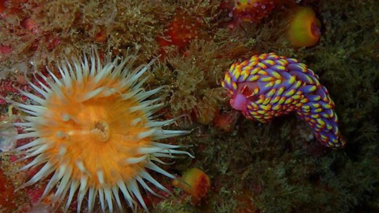 Shkencëtarët mbesin të shtangur pasi që një krijesë detare shumëngjyrëshe u gjet për herë të parë në ujërat britanike