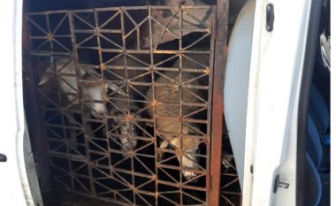 Policia parandalon kontrabandën me kafshë nga Serbia