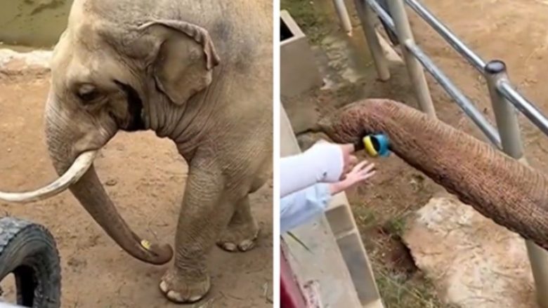 Elefanti në një kopsht zoologjik i ktheu këpucën një fëmije