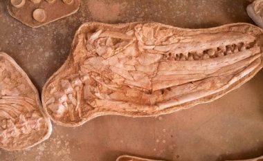 Zbulohet fosil i një hardhuce gjigante deti