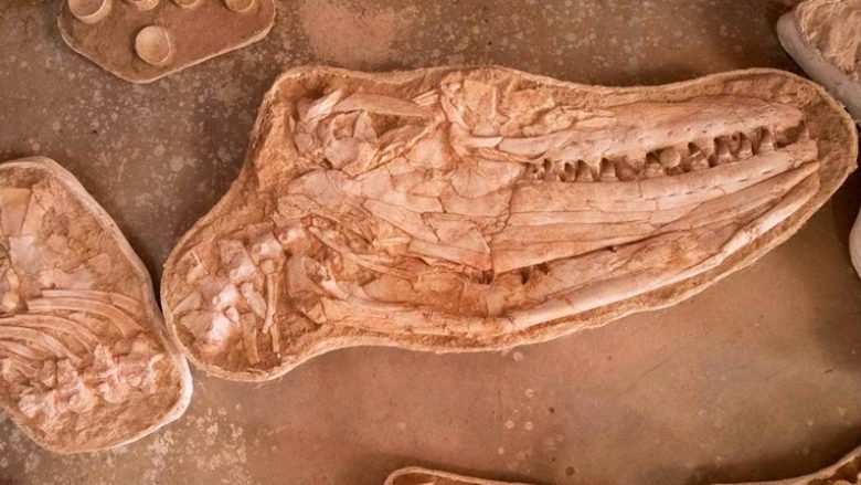 Zbulohet fosil i një hardhuce gjigante deti