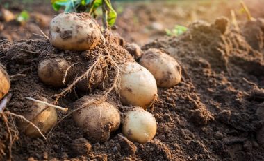 Si e ndryshuan botën patatet?