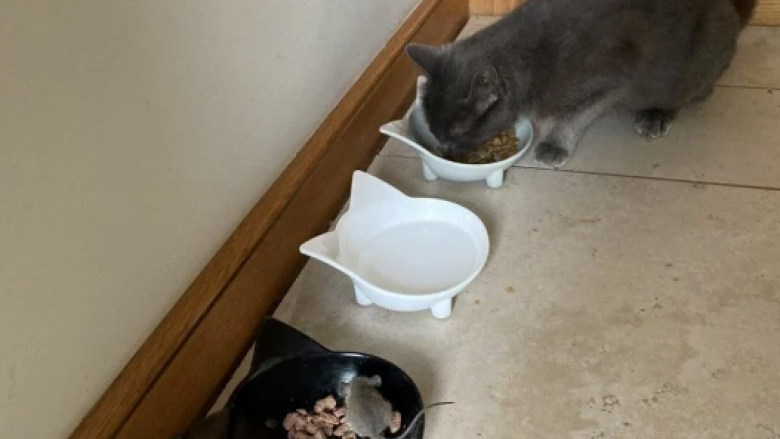 Macja më e ‘padobishme’ në botë, sjell miun në shtëpi dhe e ndanë ushqimin me të