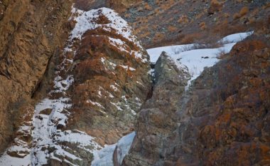 A mund të dalloni dy leopardët e borës në malet Himalaje?