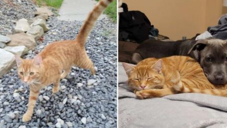 Macja që humbi gjatë një shpërngulje, udhëtoi 64 km dhe gjeti përsëri familjen e saj