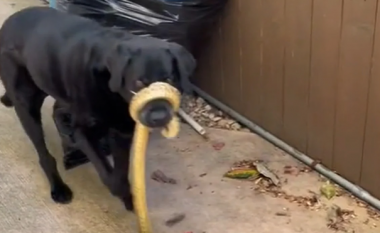 Një gjarpër i madh i mbështjellë rreth fytyrës së qenit, videoja bëhet hit në internet