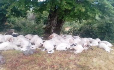 Rrufeja vret 160 krerë bagëti në Gramsh, shpëton mrekullisht bariu dhe familja
