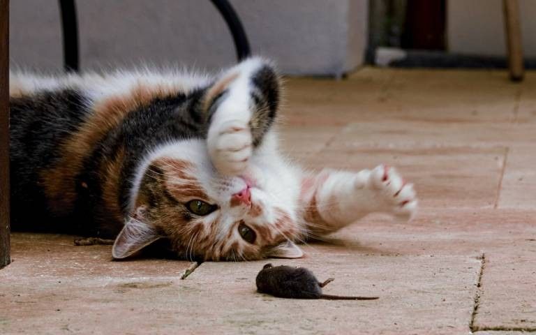 Why do cats play with their prey? Daily News