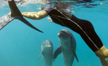 Nisur nga sulmet e delfinit në Japoni: Pse (disa) delfinë mund të bëhen agresivë?