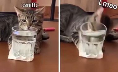 Macja rrëzoi një gotë me ujë ndërsa e shikoi pronarin drejt e në sy