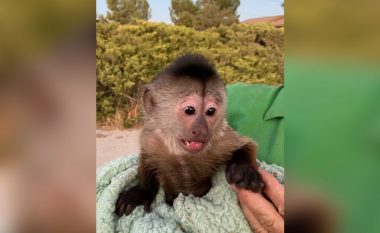 Policia shkon në kopshtin zoologjik pasi majmuni i thirri aksidentalisht