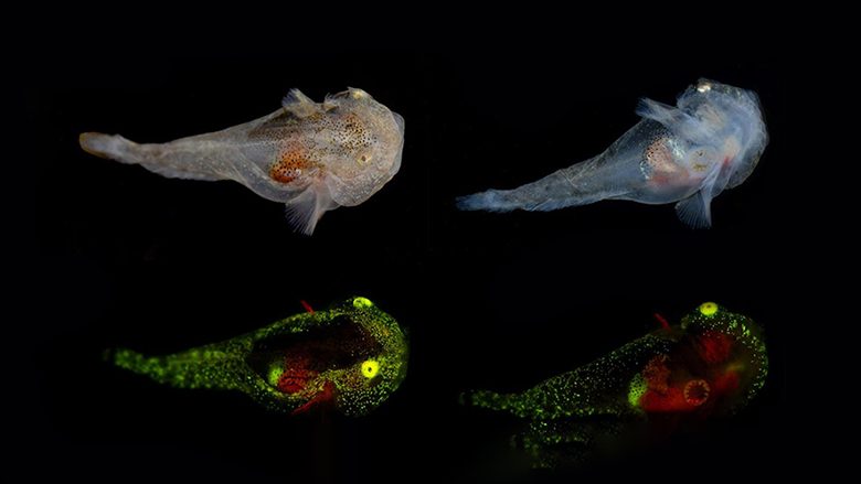 Shkencëtarët zbuluan një specie të re peshqish; ka diçka shumë të pazakontë
