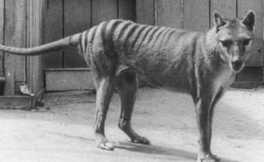 Shkencëtarët besojnë se mund ta rikthejnë tigrin e zhdukur të Tazmanisë