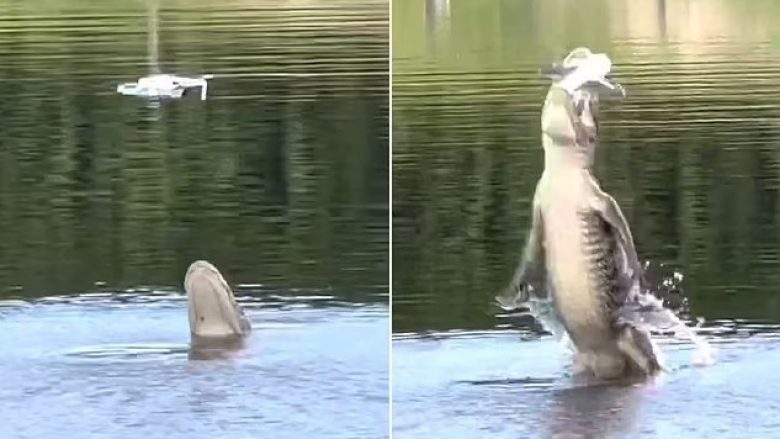 Po fotografonte anijen e të dashurës në Palm Beach, aligatori kërcen nga uji dhe ia kafshon dronin