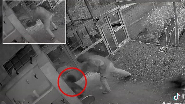 Deshi t’ia mbyt qenin, burri nga SHBA e godet me grusht në fytyrë ariun – kamerat e sigurisë kapin këtë moment të pazakontë