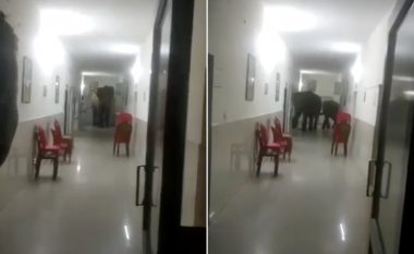 Vizita që mjekët e një spitali në Indi nuk kishin pritur se do t’ju ndodhë, elefantët “bredhin” brenda dhomave dhe korridoreve